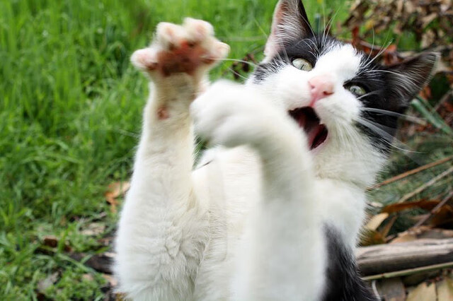 乐鱼体育平台app下载-中国女篮注重比赛录像分析 持续提升，中国女蓝的比赛实况