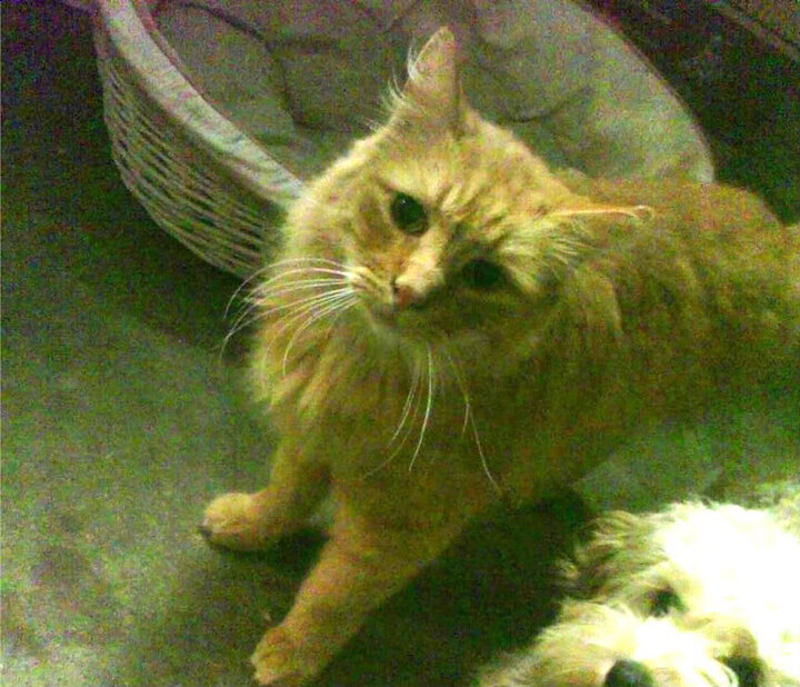 乐鱼官方登录入口-切尔西团队配合默契,整体表现出色,切尔西合影