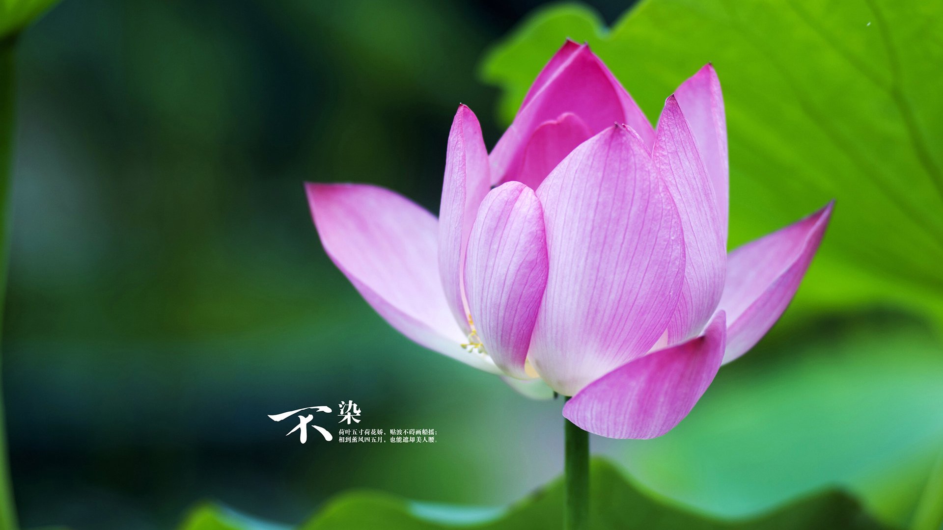 LeyuSports-深度解析印度乒乓赛制:如何提升竞技水平,印度乒乓球水平怎么样