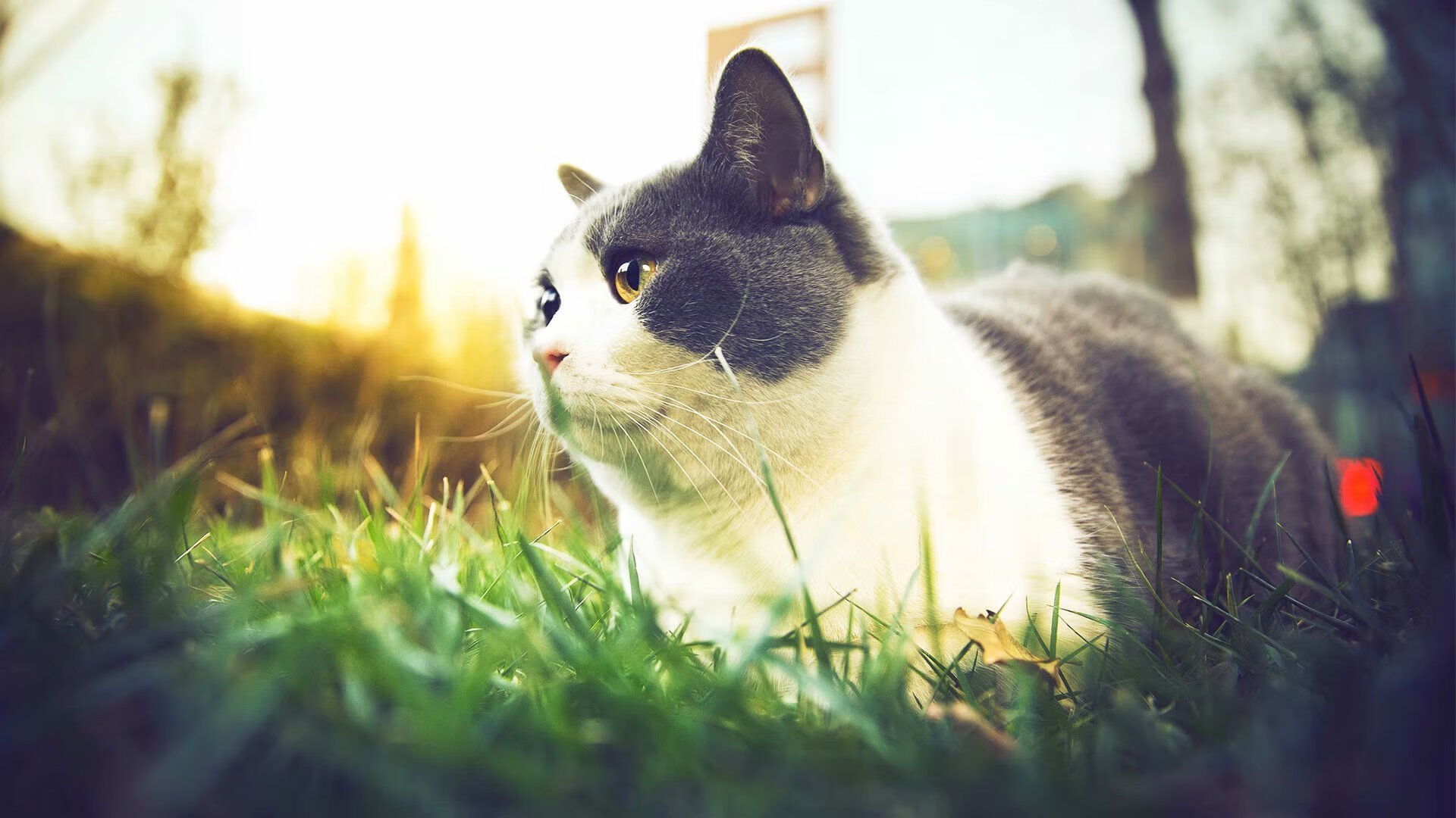 乐鱼体育-巴特尔通过强硬防守和精准抢断,增强袋鼠队防线的稳定性,nba球员巴特尔