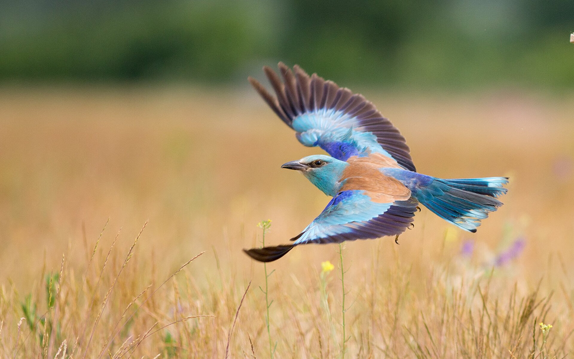 leyu乐鱼体育综合-格鲁吉亚女篮在欧洲锦标赛中逐步走向世界舞台，格鲁吉亚参加过欧洲杯吗