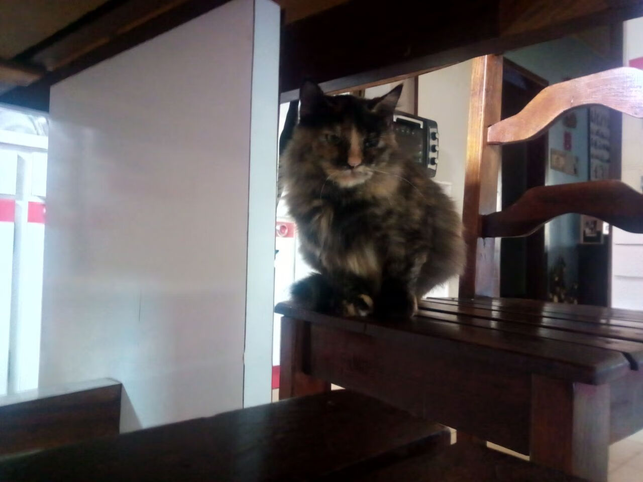 乐鱼娱乐app-自由泳中距离突尼斯发挥出色，自由泳 突尼斯