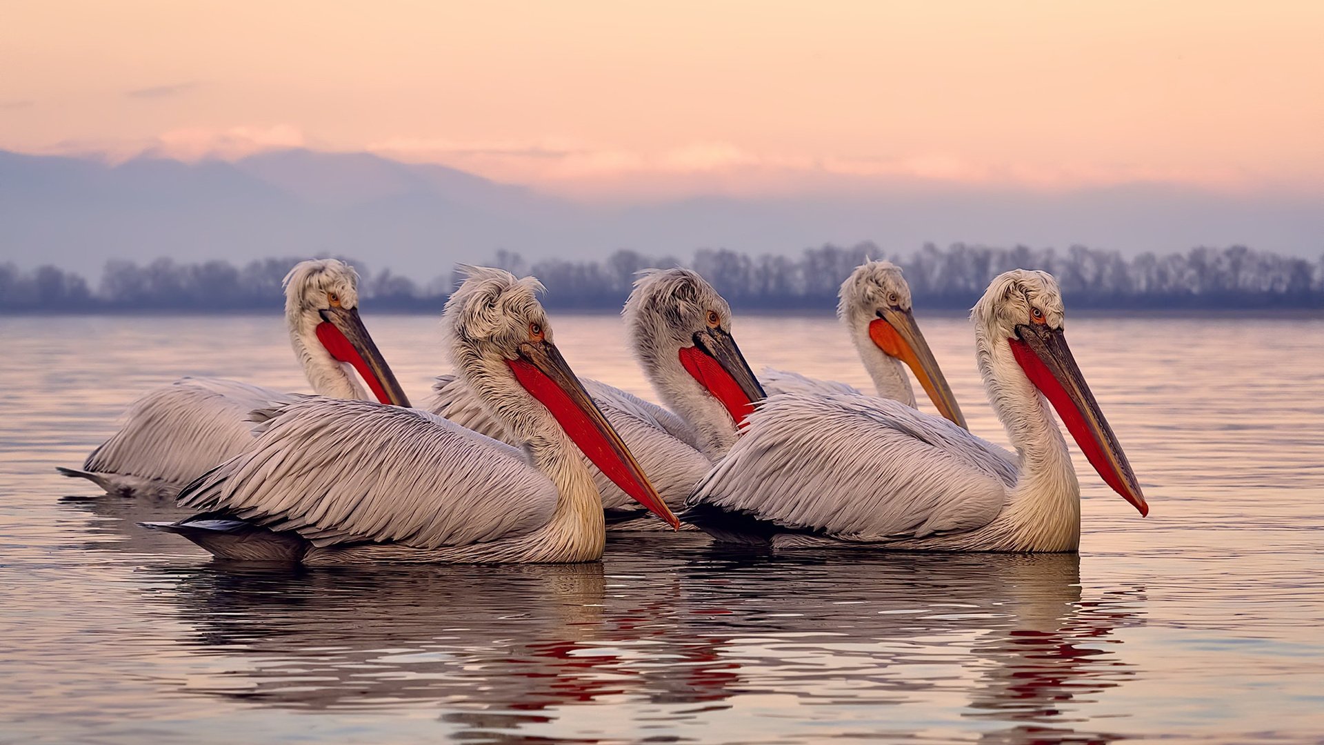 乐鱼电竞在线平台-苏炳添正式宣布退役回归校园,苏炳添正式宣布退役回归校园视频