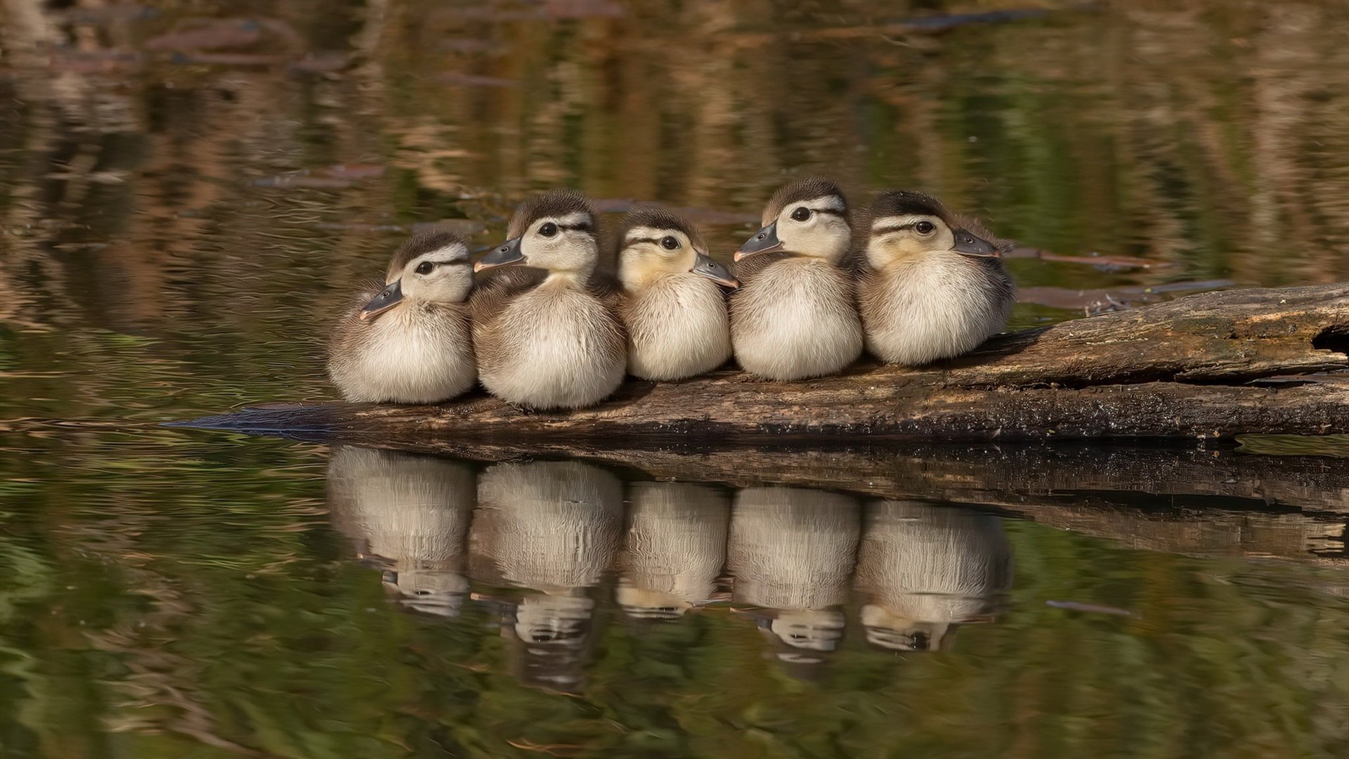 乐鱼官网-蝶泳新秀吉尔吉斯斯坦助力突破，吉尔吉斯斯坦拳击