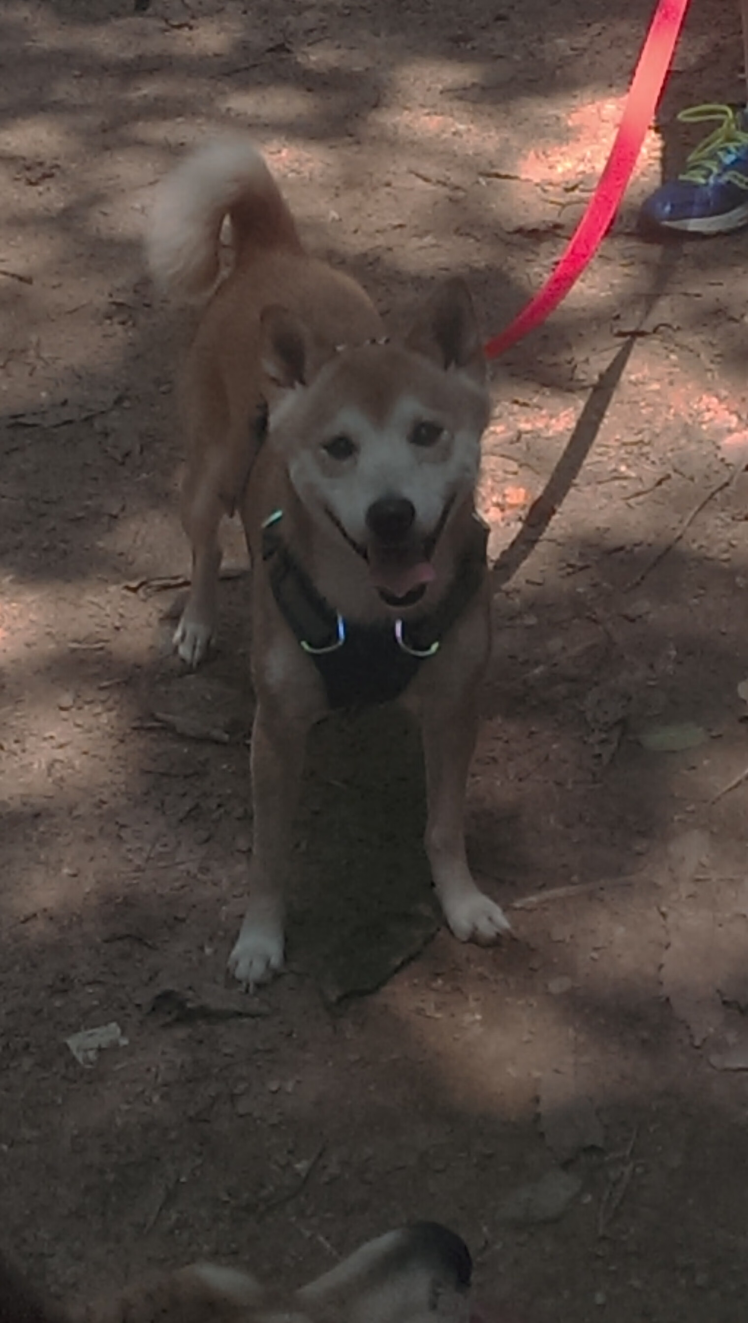 leyu.com-世锦赛中国男排阵容揭晓,江川当队长稳稳的!,中国男排世锦赛出线